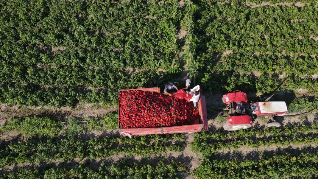 Karadeniz'in en verimli ovasında günlük 1100-1200 lira kazanıyorlar 3